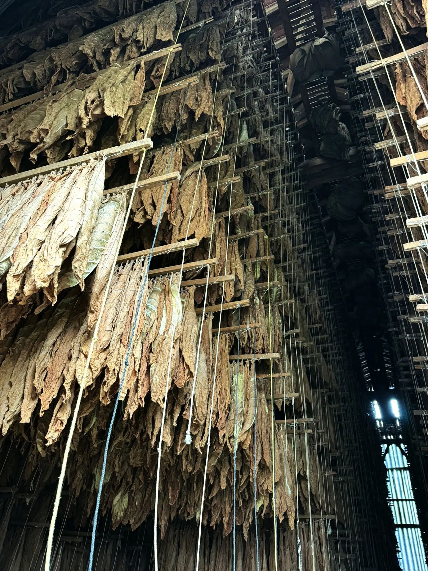 Stille Reifephase in der Scheune