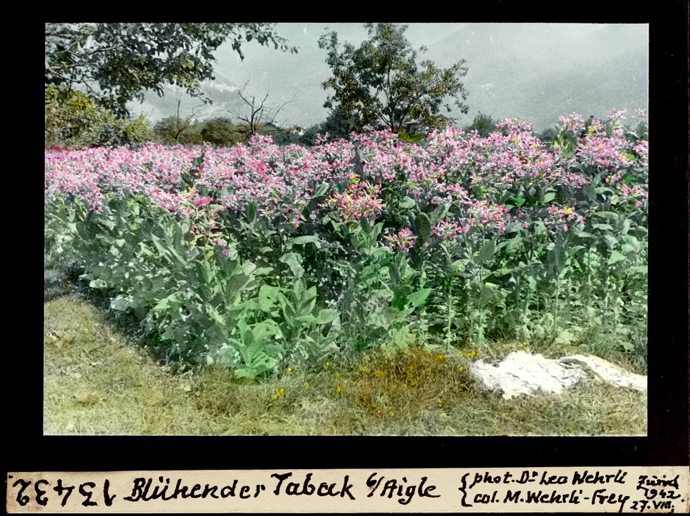 Blühendes Tabakfeld bei Aigle, Waadt, 1942