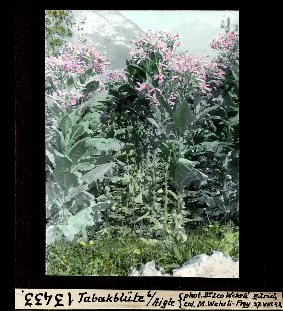 Tabakblüte bei Aigle, Waadt - Photographie von Dr. Leo Wehrli, koloriert von M. Wehrli-Frey, 27. August 1942