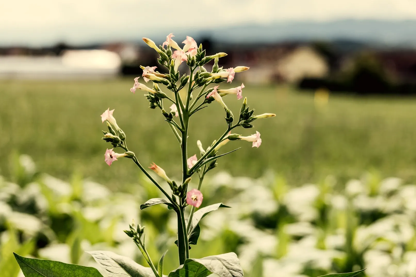 Tabakblüte vor Schweizer Landschaft