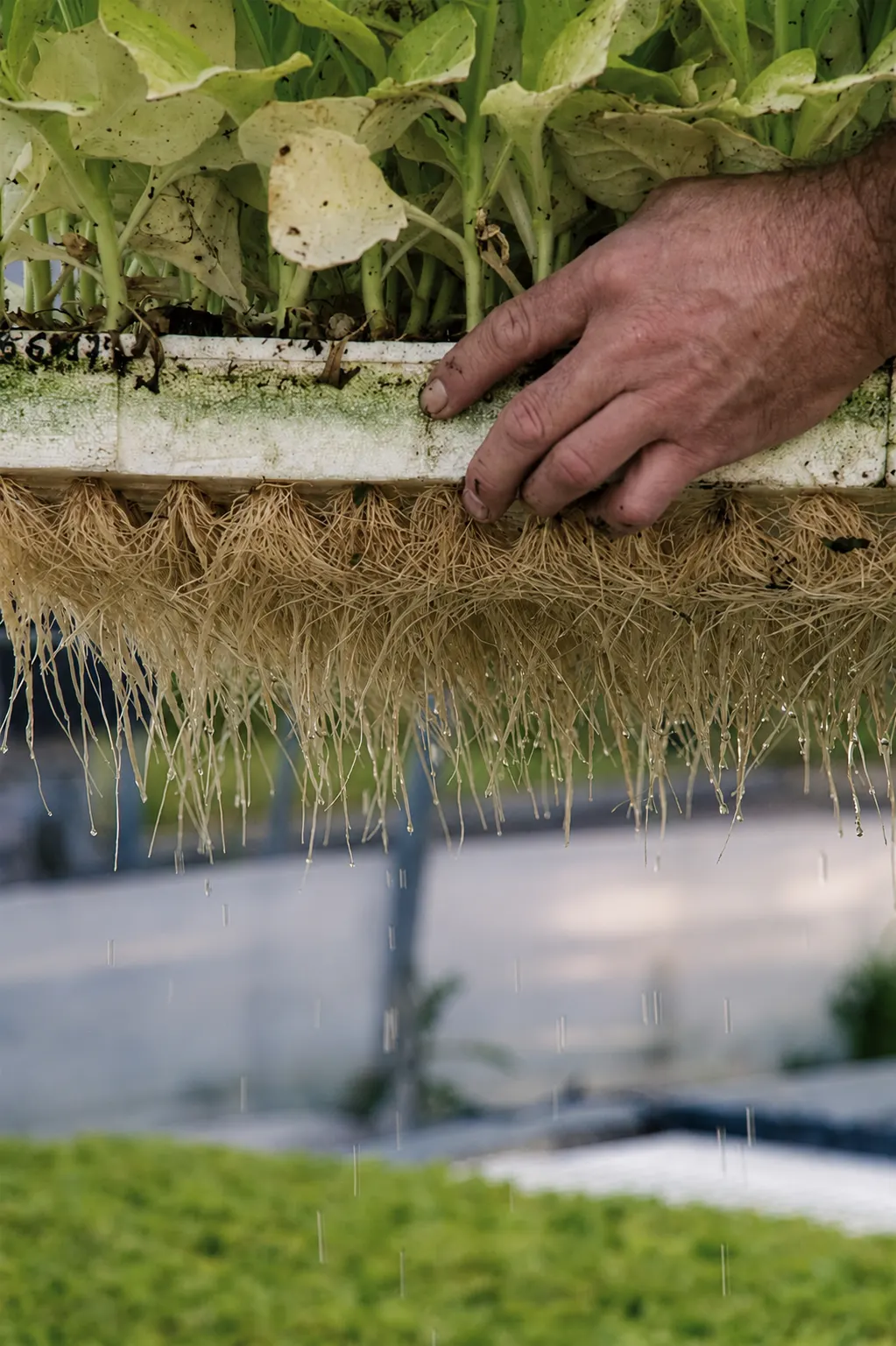Hand hebt Setzlingstablett, Wurzeln und Wassertropfen